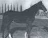 stallion Arragon ox (Arabian thoroughbred, 1959, from Faher ox)