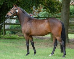 dressage horse Vabia (Deutsches Reitpony, 2006, from Veivel R)