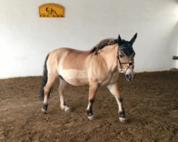 dressage horse Riot Girl 3 (Fjord Horse, 2004)