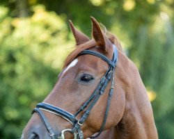 jumper Royal Lady 33 (Oldenburg, 2004, from Revan)