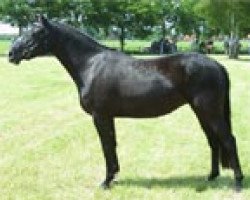 dressage horse Vaya (Deutsches Reitpony, 1999, from Van Gogh R)