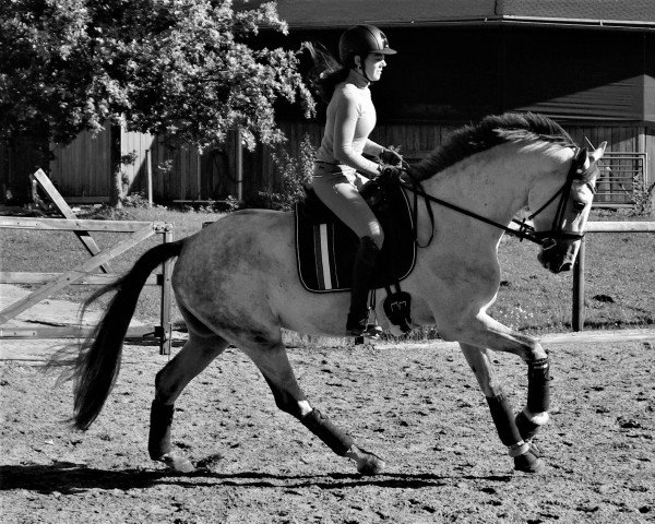 dressage horse Feinrich's Frosty (Oldenburg, 2018, from Feinrich)