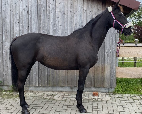 jumper Talina (Hanoverian, 2010)