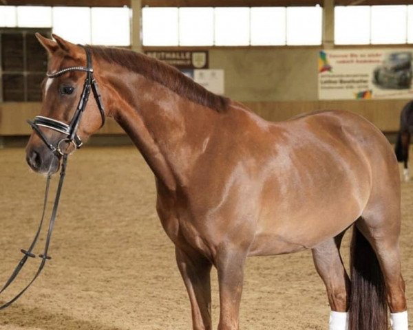 horse Hoppenhof's Sten (New Forest Pony, 2012, from Melle Wiebert)