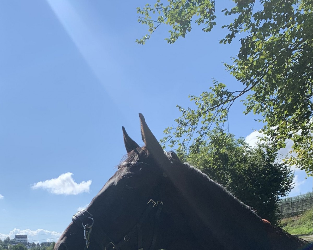 horse Sir Thommy son of Totilas / Sir Donnerhall (Hanoverian, 2019, from Totilas)