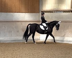 dressage horse Contessa 241 (Sachse, 2016, from Unbekannt)