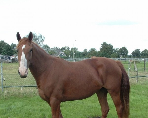 Zuchtstute Amber (Nederlands Appaloosa Pony, 2005, von Paddox)