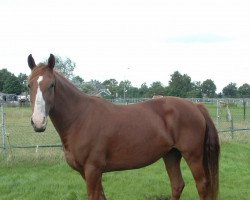 broodmare Amber (Nederlands Appaloosa Pony, 2005, from Paddox)