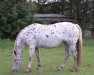 Zuchtstute Melanie (Nederlands Appaloosa Pony, 1996)