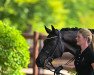 dressage horse Forkado - H (Oldenburg, 2014, from For Romance I)