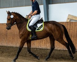 horse Zinedream's Best L (Oldenburger Springpferd, 2019, from Zinedream)