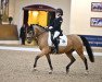 dressage horse Hesselteichs A Golden Nugget (German Riding Pony, 2015, from A Gorgeous)