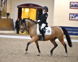 Dressurpferd Hesselteichs A Golden Nugget (Deutsches Reitpony, 2015, von A Gorgeous)