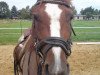 dressage horse My Lady (German Riding Pony, 2005, from Nightstar)