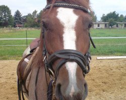 dressage horse My Lady (German Riding Pony, 2005, from Nightstar)