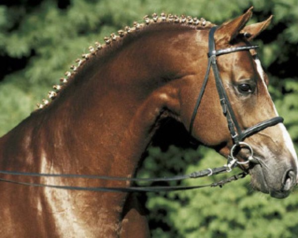 stallion Abanos (Oldenburg, 1996, from Alabaster)
