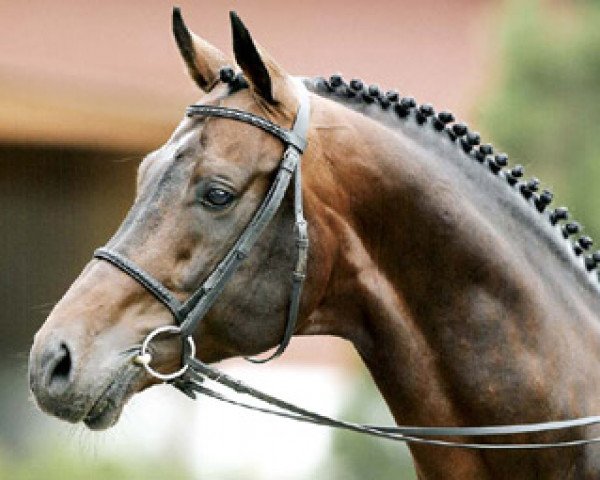 stallion Lanciano (Westphalian, 1990, from Landino)