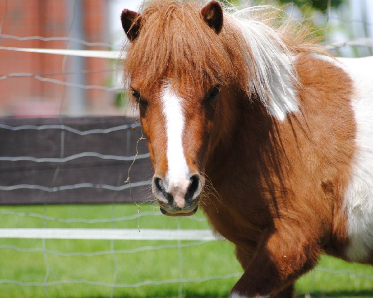 horse Fiona (Shetland pony (under 87 cm), 2009, from Sir Poldi)