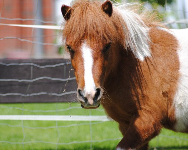 horse Fiona (Shetland pony (under 87 cm), 2009, from Sir Poldi)