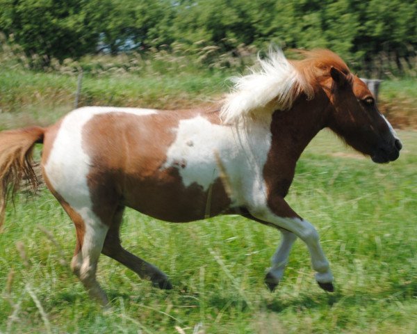 Zuchtstute Nannuki-RJ (Shetland Pony (unter 87 cm), 2005, von Nemo)