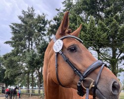 Zuchtstute Kathelene Reina (KWPN (Niederländisches Warmblut),  , von Arlando)