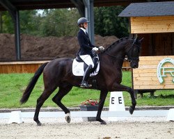 dressage horse Incendio O (Oldenburg, 2017, from Asgard's Ibiza)