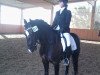 dressage horse Domino 878 (German Riding Pony, 1995, from Uhlendahl Dragon)