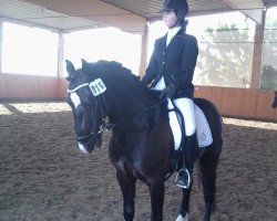 dressage horse Domino 878 (German Riding Pony, 1995, from Uhlendahl Dragon)