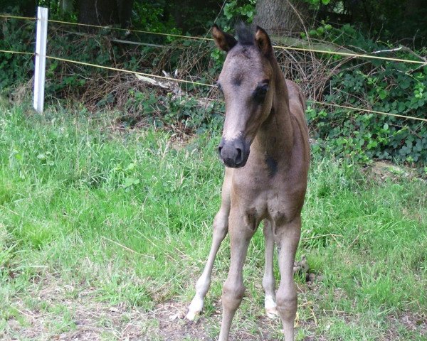 Pferd Don Lino (Deutsches Reitpony, 2011, von Dino B)