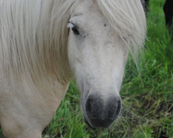 Zuchtstute Neele von der Helle (Shetland Pony, 2005, von Harvey vom Ellernbrook)