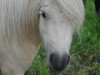 broodmare Neele von der Helle (Shetland Pony, 2005, from Harvey vom Ellernbrook)