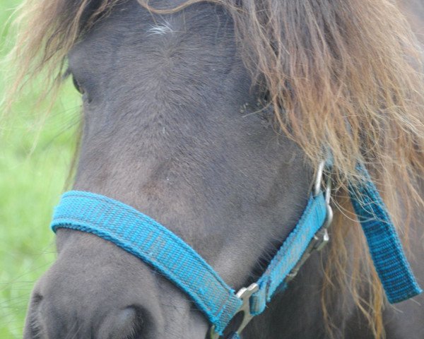 Zuchtstute Tilli von Warfen (Shetland Pony (unter 87 cm), 2005, von Pico von Warfen)