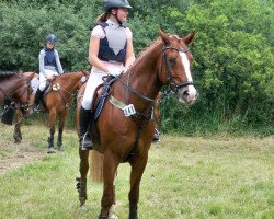 dressage horse Marlando (Deutsches Reitpony, 2005, from Montego N)