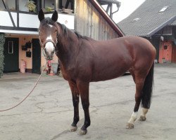 broodmare Gitana (Trakehner, 1996, from Tenor)