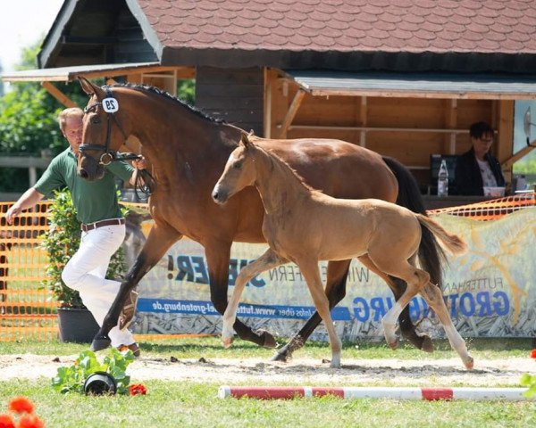 broodmare Amazing Jovita (Oldenburg, 2014, from Jazz)