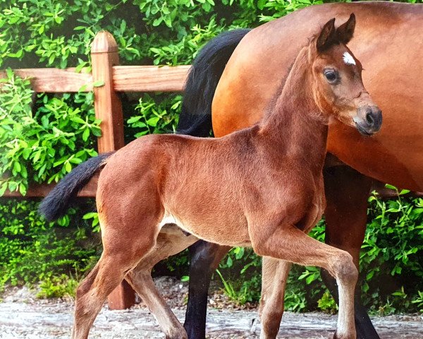 dressage horse Flammara (Westphalian, 2022, from Flashbang)