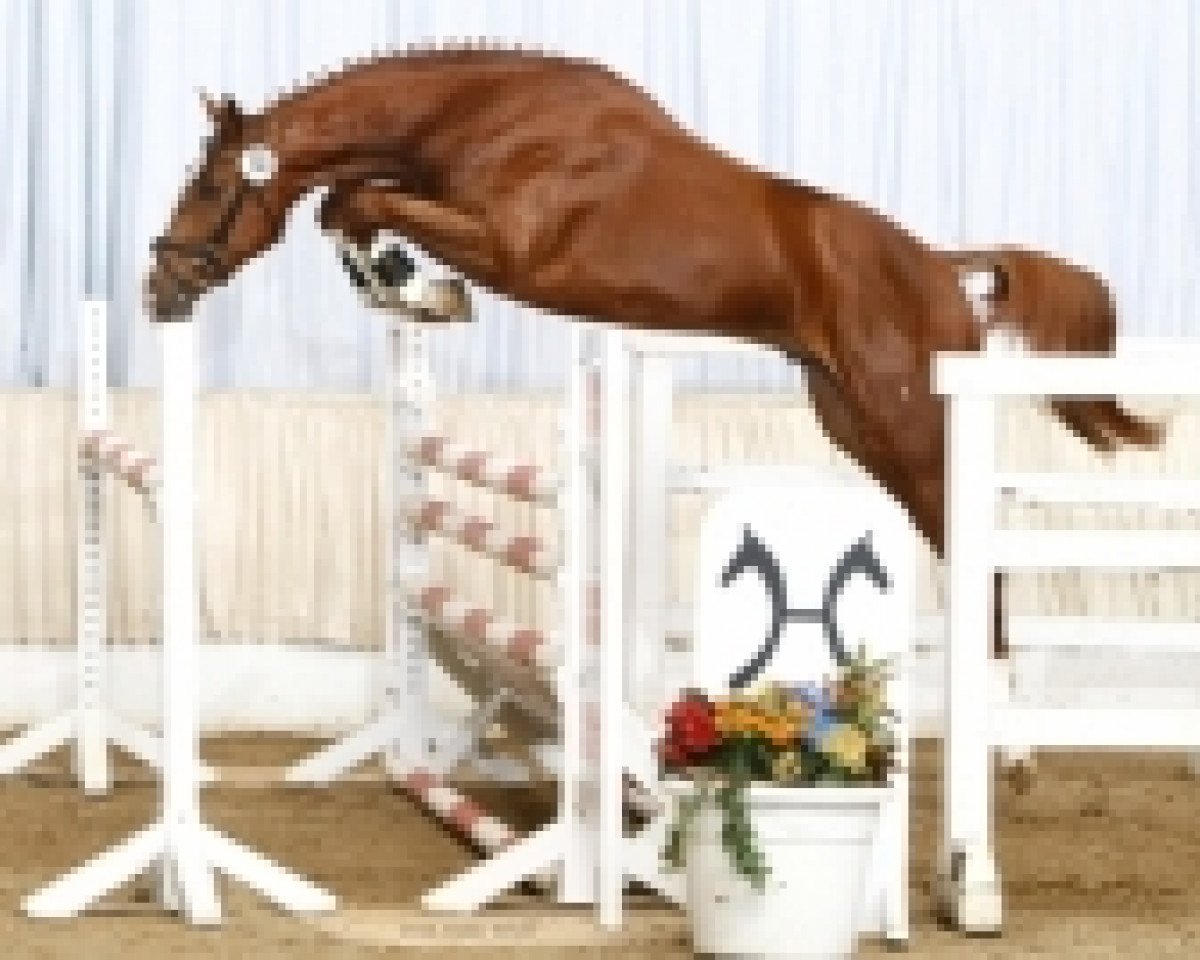 Deckhengst Chacco Gold (Hannoveraner, 2007, von Chacco-Blue)