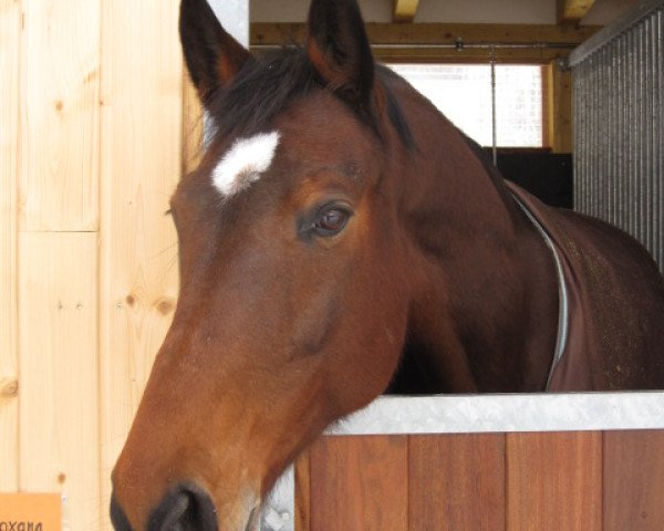 horse Roxana (Bavarian, 2001)