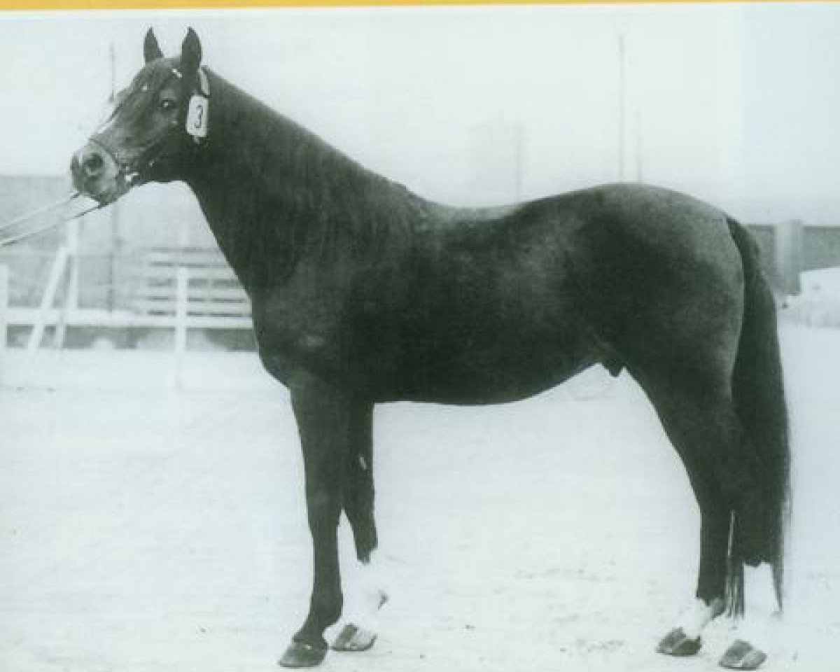 stallion Nazim x (Anglo-Arabs, 1956, from Salih ox)
