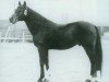 Pferd Nazim x (Anglo-Araber, 1956, von Salih ox)
