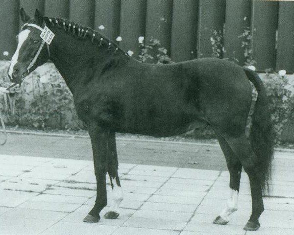 stallion Nadler I (German Riding Pony, 1967, from Nazim x)