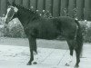 stallion Nadler I (German Riding Pony, 1967, from Nazim x)