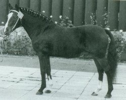 Deckhengst Nadler I (Deutsches Reitpony, 1967, von Nazim x)