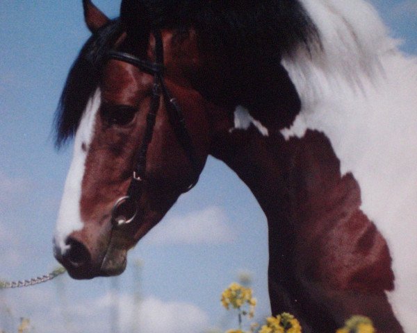 stallion Namao (German Riding Pony, 1994, from Namajan)