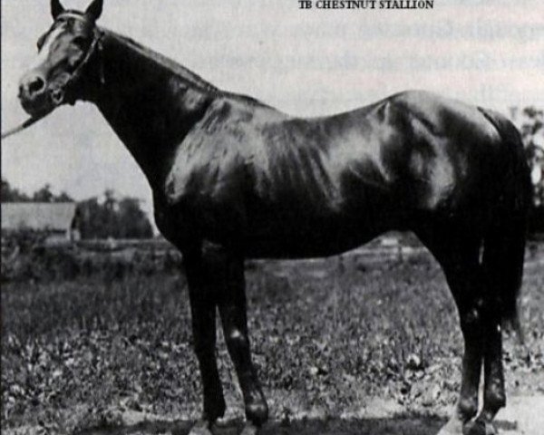 stallion Voter xx (Thoroughbred, 1894, from Friar's Balsam xx)