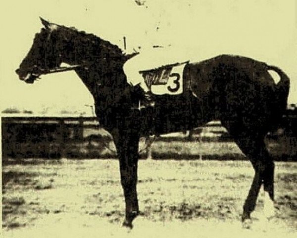 stallion Ballot xx (Thoroughbred, 1904, from Voter xx)
