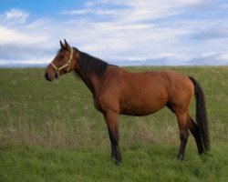 Springpferd Olympria (Holsteiner, 2017, von Manchester van't Paradijs)