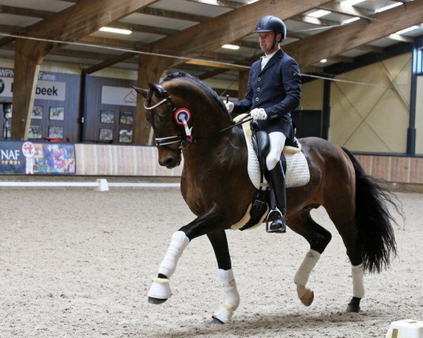 stallion Travolta (KWPN (Royal Dutch Sporthorse), 2000, from Olivi)