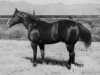 stallion Lightning Bar (Quarter Horse, 1951, from Three Bars xx)