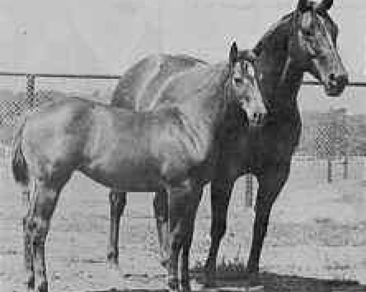 broodmare Peppy Belle (Quarter Horse, 1955, from Pep Up)